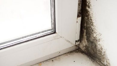 Mold around windows