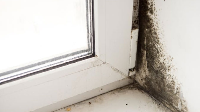 Mold around windows